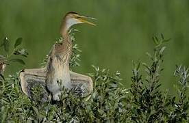 Purple Heron