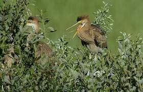 Purple Heron