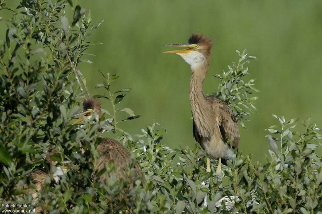 Purple Heronjuvenile, identification, Behaviour