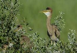 Purple Heron