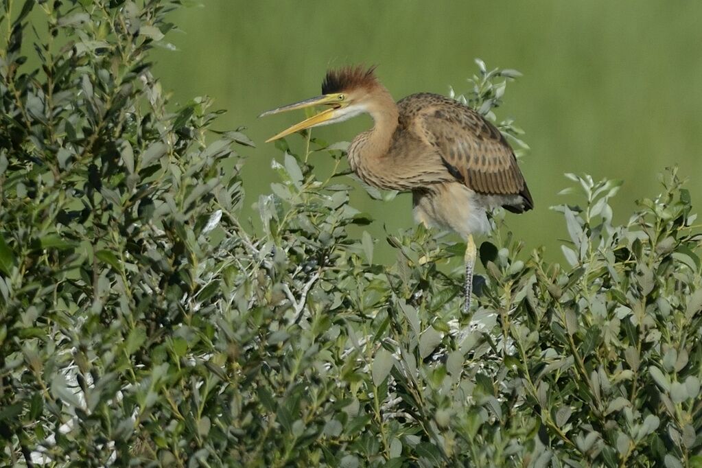 Purple Heron, Behaviour