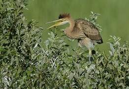 Purple Heron