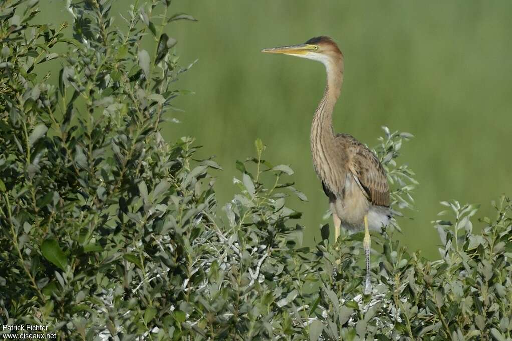 Héron pourpréjuvénile, identification