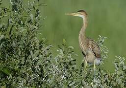 Purple Heron