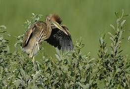 Purple Heron