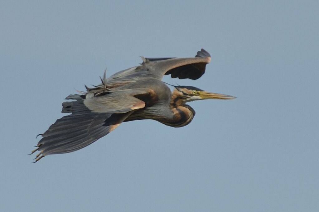 Purple Heronadult breeding, Flight