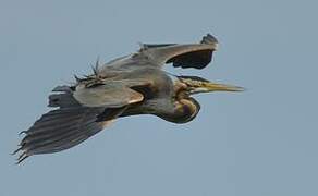 Purple Heron