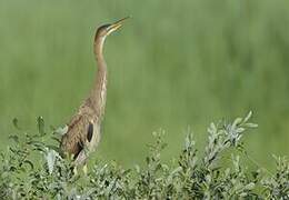 Purple Heron