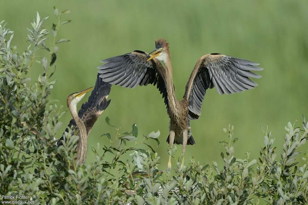 Purple HeronFirst year, Flight, Reproduction-nesting