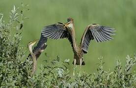 Purple Heron