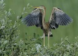 Purple Heron