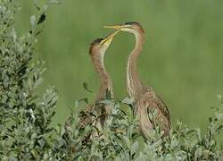 Purple Heron