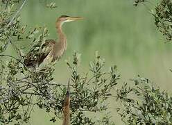 Purple Heron