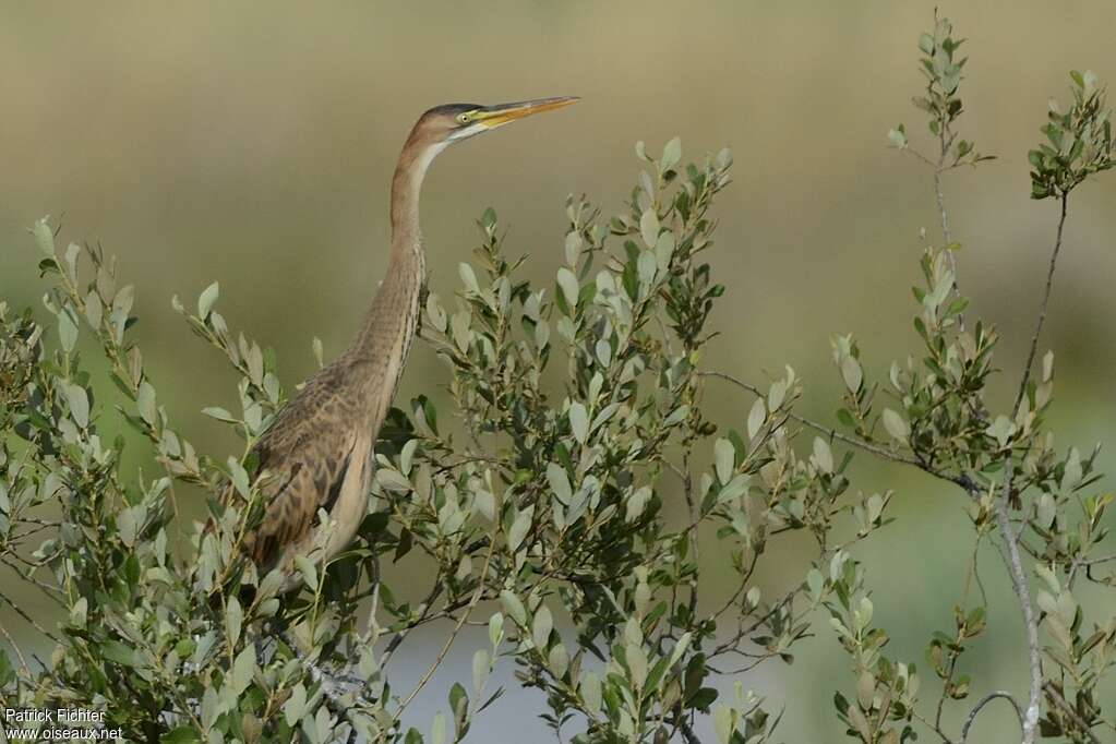 Héron pourpréjuvénile, identification, Comportement