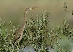 Purple Heron