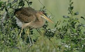 Purple Heron