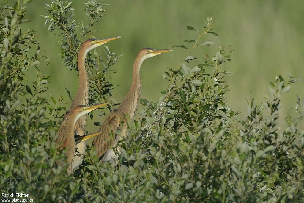 Purple Heron, Reproduction-nesting