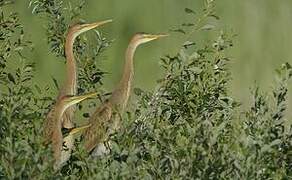 Purple Heron