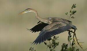 Purple Heron