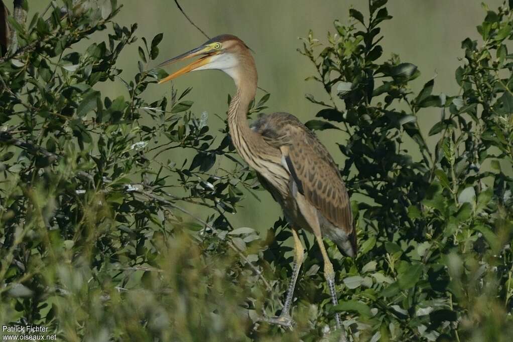 Purple Heronjuvenile, identification