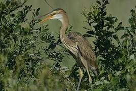 Purple Heron