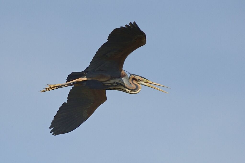 Purple Heronadult breeding, Flight