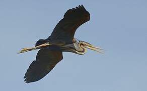 Purple Heron