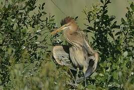 Purple Heron