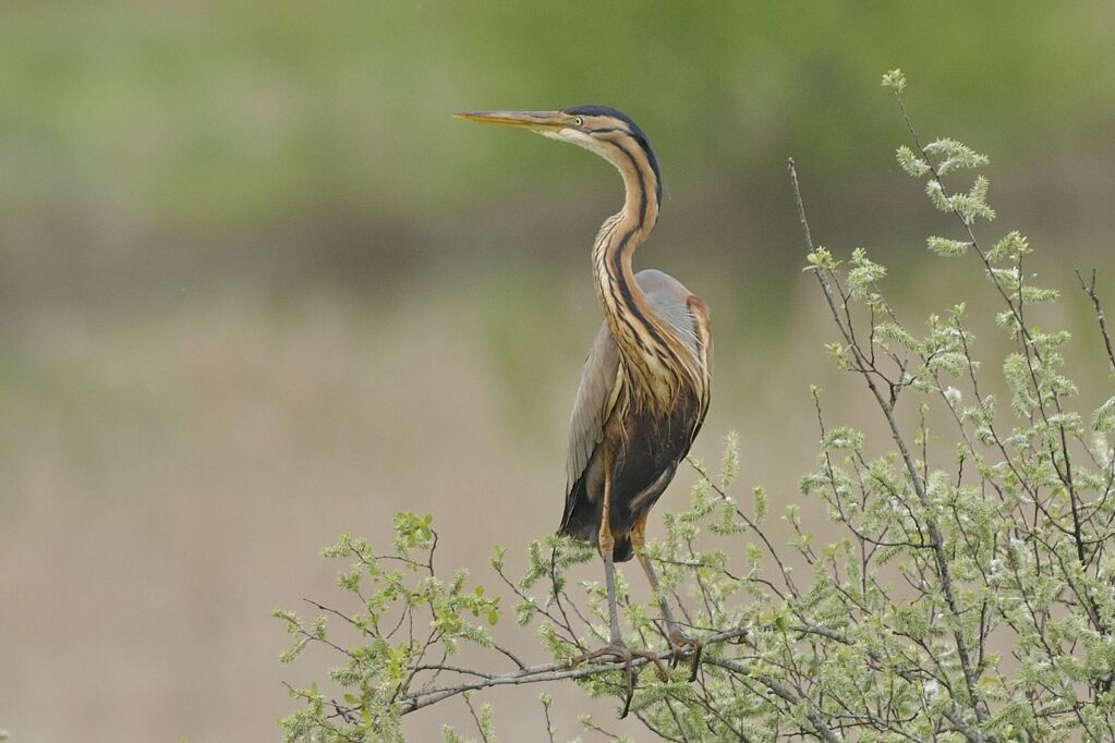 Purple Heronadult breeding