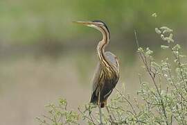 Purple Heron