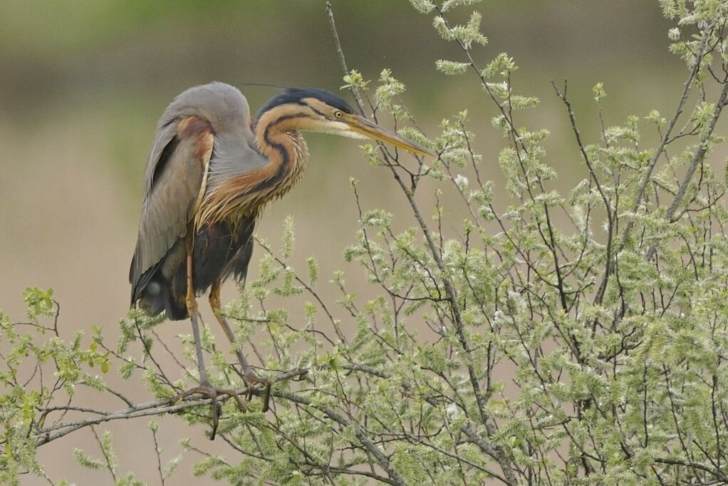 Purple Heronadult breeding