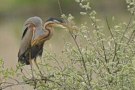 Purple Heron