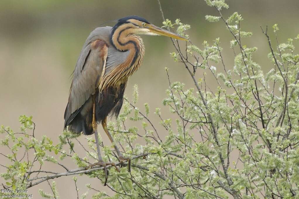 Purple Heronadult breeding