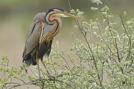 Purple Heron