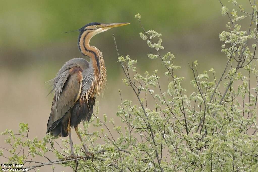 Purple Heronadult breeding, identification