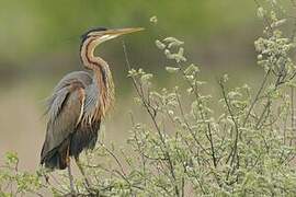 Purple Heron