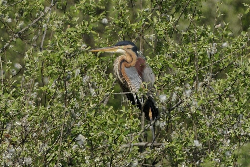 Purple Heronadult breeding, habitat