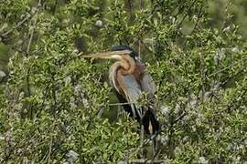 Purple Heron