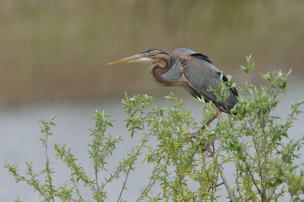 Purple Heronadult breeding