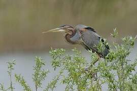 Purple Heron