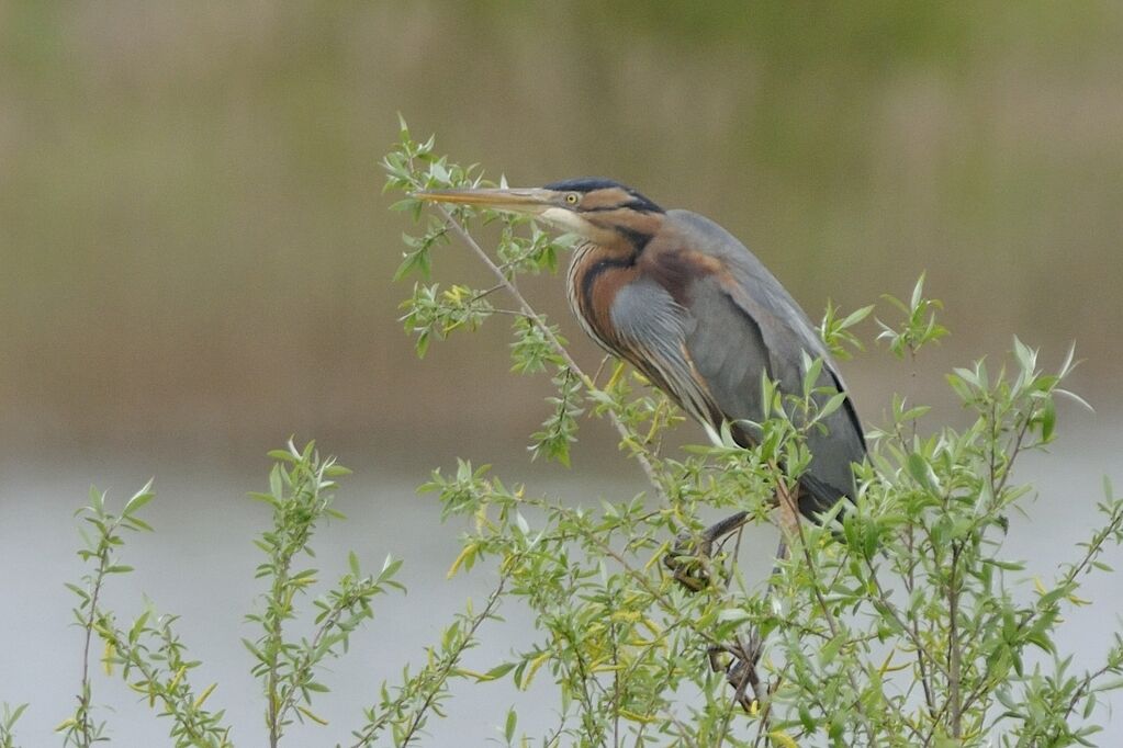 Purple Heronadult breeding