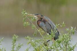 Purple Heron