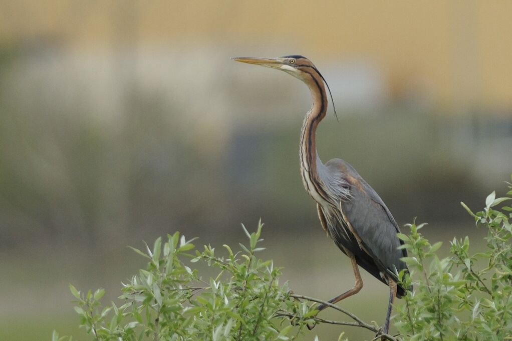 Purple Heronadult breeding