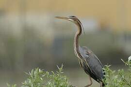 Purple Heron