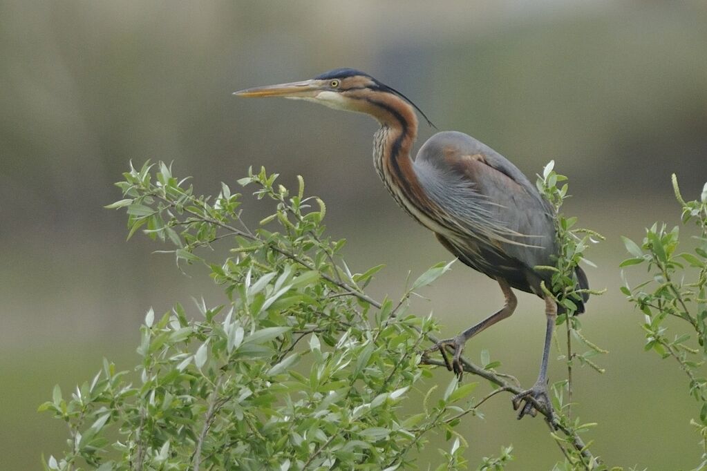 Purple Heronadult breeding