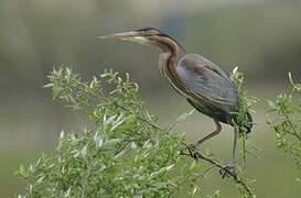 Purple Heron