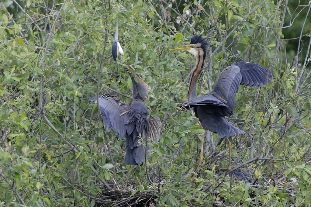 Purple Heronadult breeding, courting display