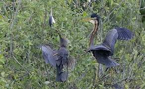 Purple Heron