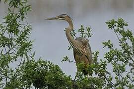 Purple Heron