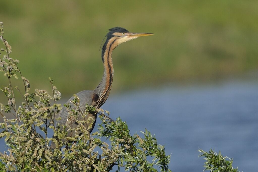 Purple Heronadult breeding